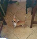 Chihuahua tricolor piękna suczka z rodowodem