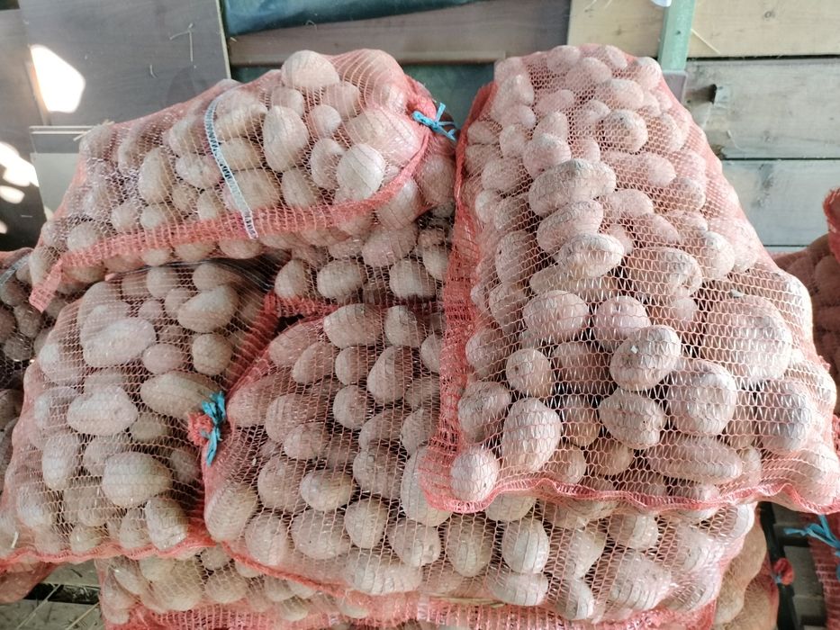 Ziemniaki 5kg lub 15kg