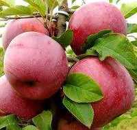 Продам яблука і груші з власного саду