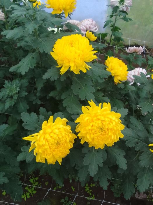 Квіти Хризантема опт