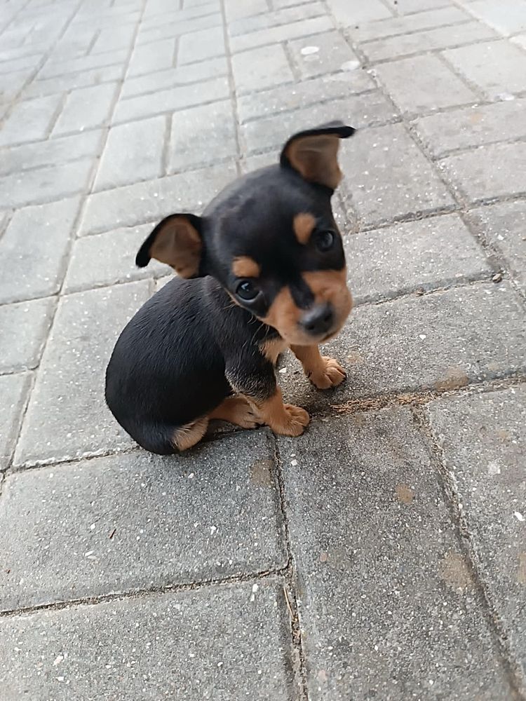 Pinscher miniatura