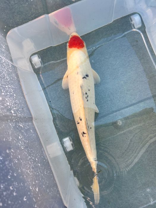 Carpa koi japonesa