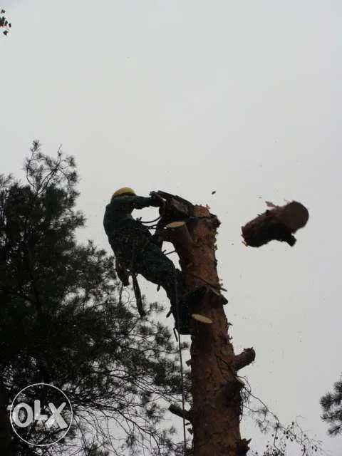 Wycinka drzew trudnodosępnych.