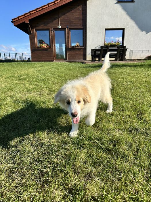 Cudny piesek border collie ZKwP FCI po MŁ.CHPL