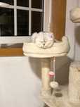 British Shorthair Black Silver Shaded NS11 cor olhos: verde esmeralda