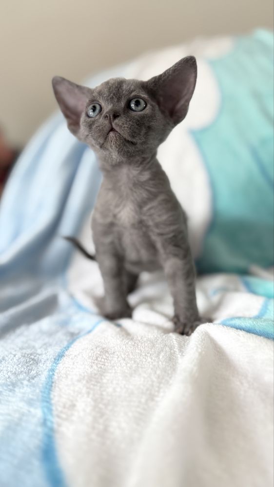 Devon rex kocurek