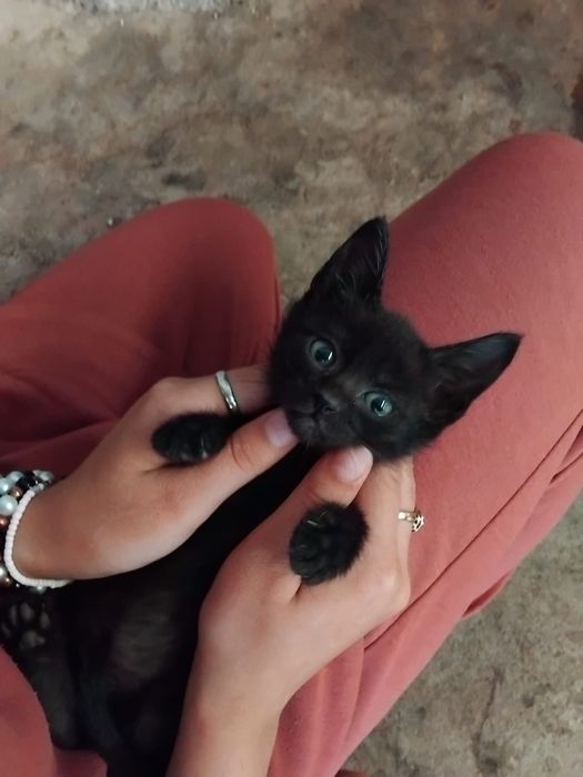 Gatinha para adoção.