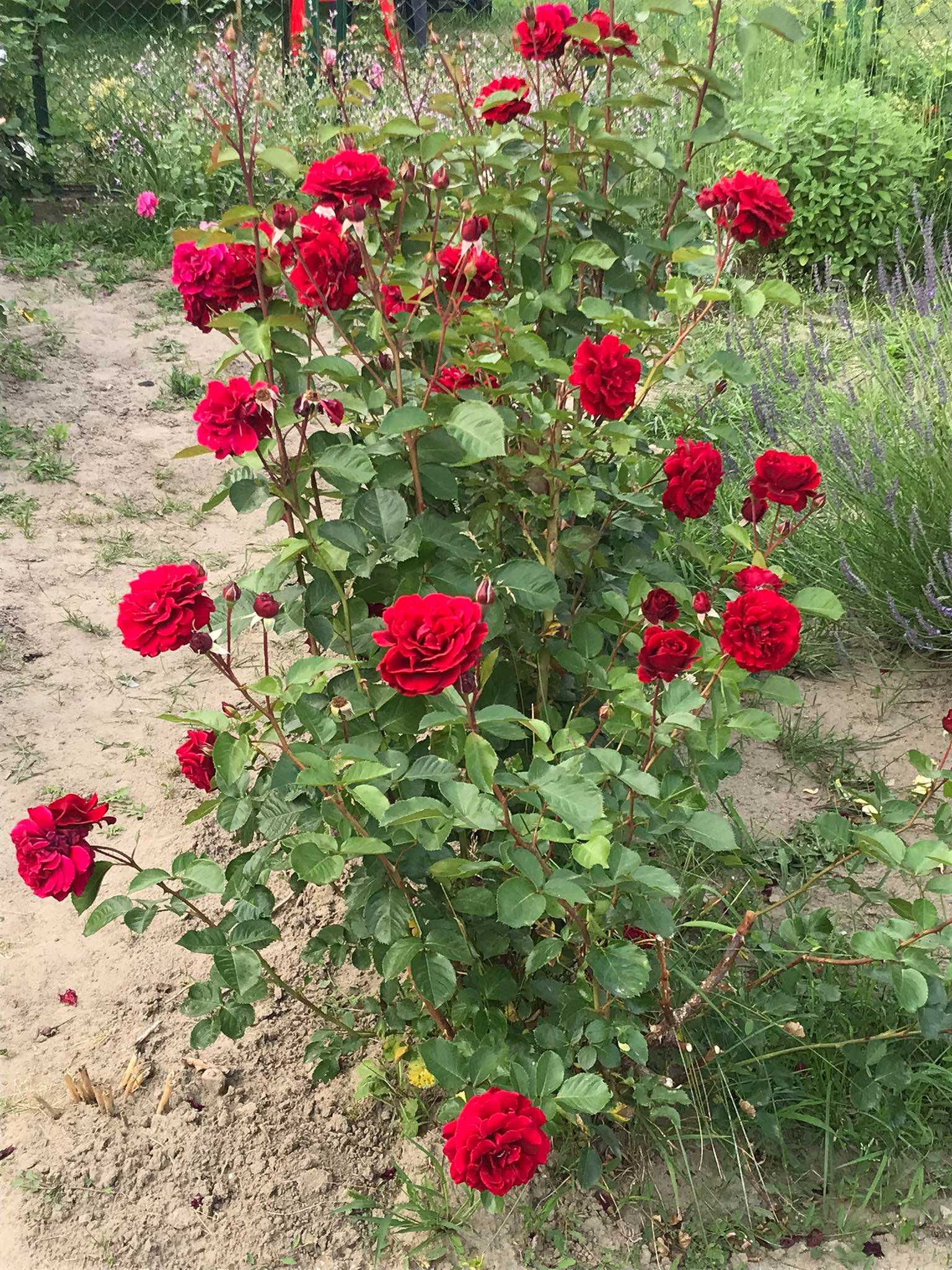 róża pnąca różowa czerwona