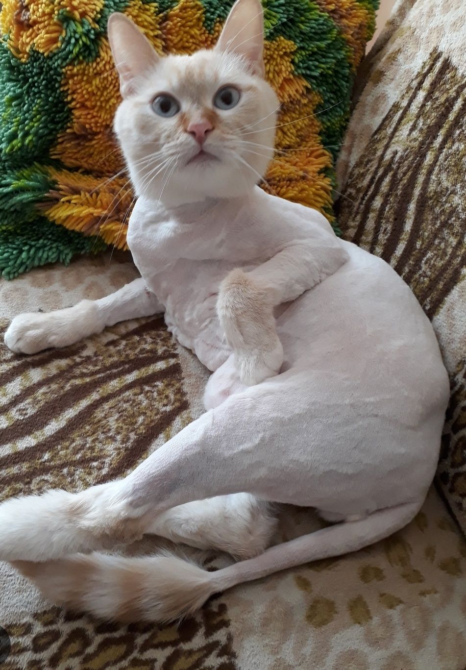 Подстригу вашего котика.