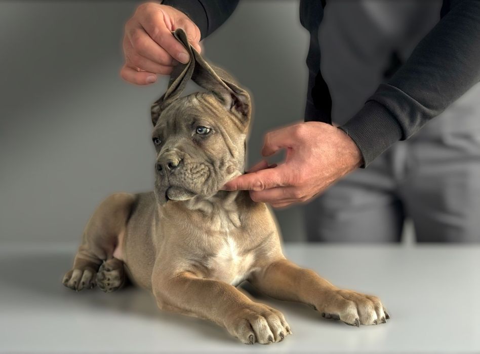 Szczeniak Cane Corso Italiano FCI