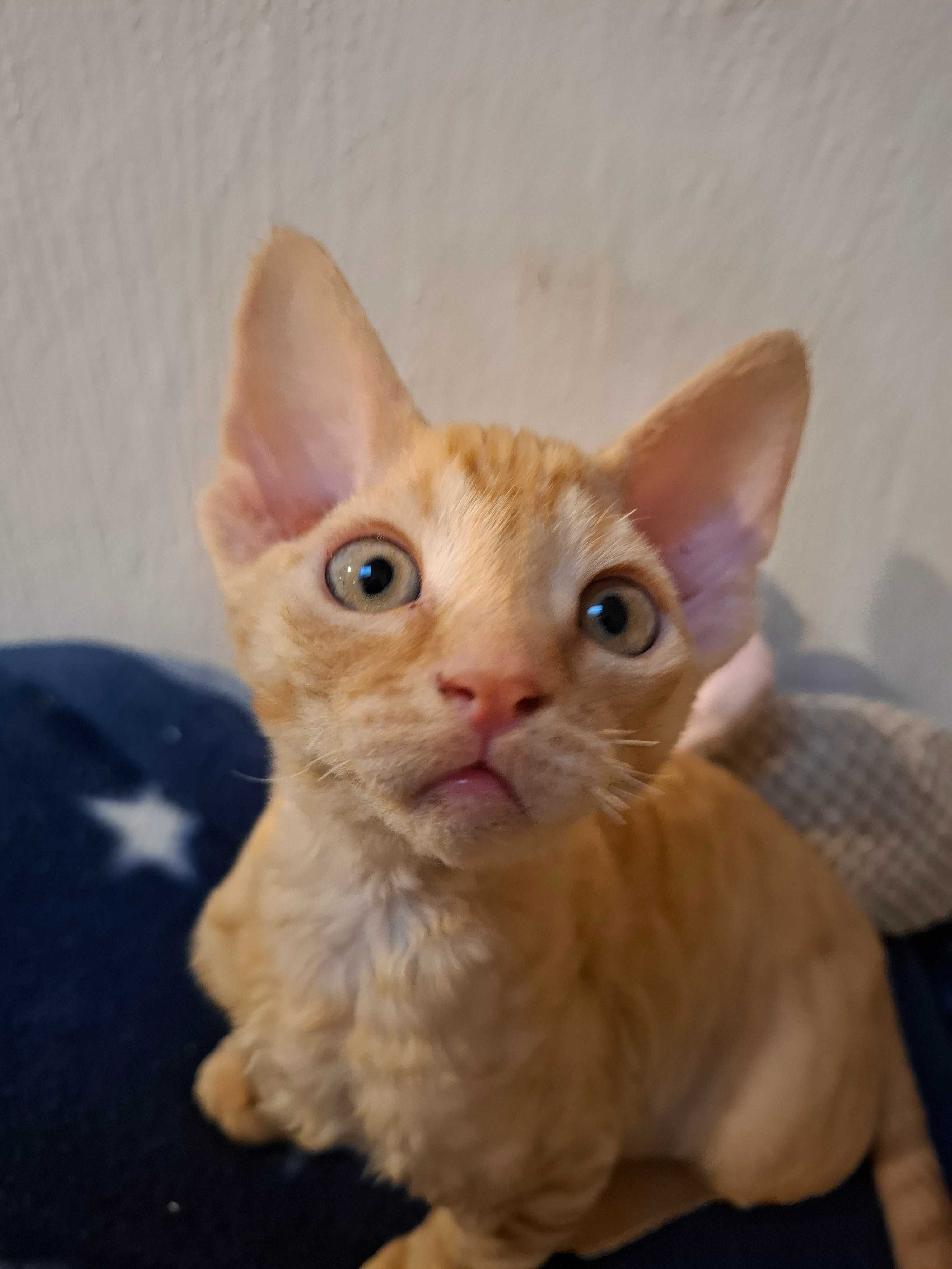 Rudy devonekTeddy