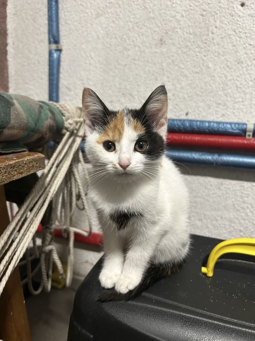 Oddam kotki w dobre ręce