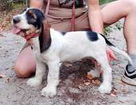 Szczeniak Grand Basset GRIFFON VENDEEN FCI
