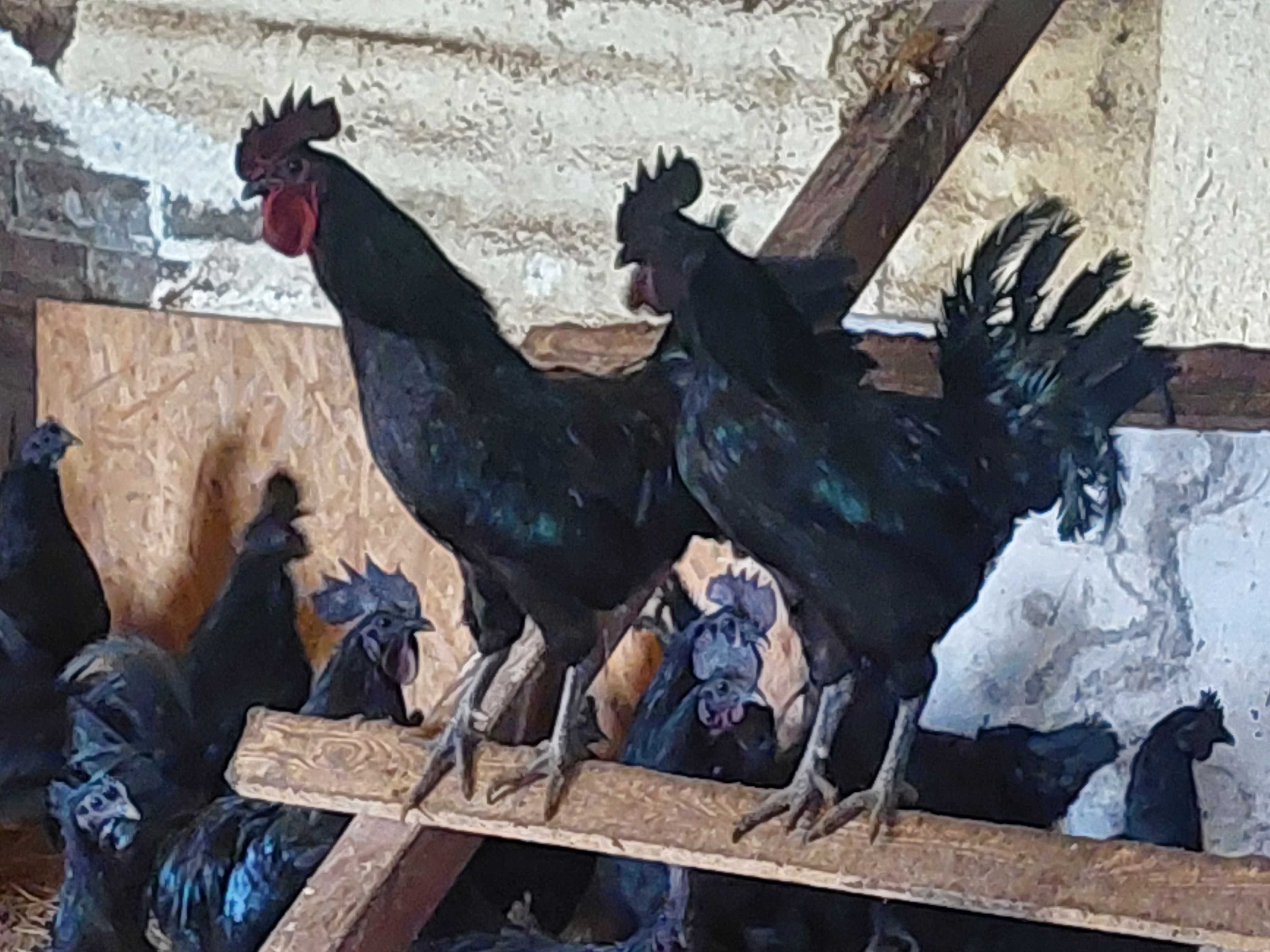 Koguty Ayam Cemani Czarne