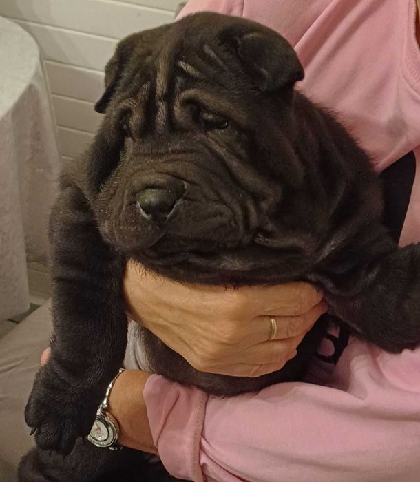Shar Pei z rodowodem