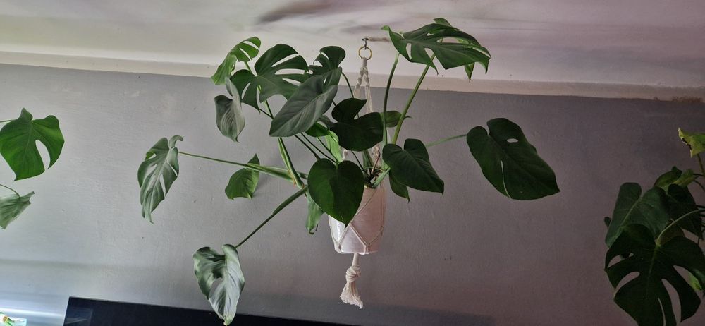 Monstera deliciosa