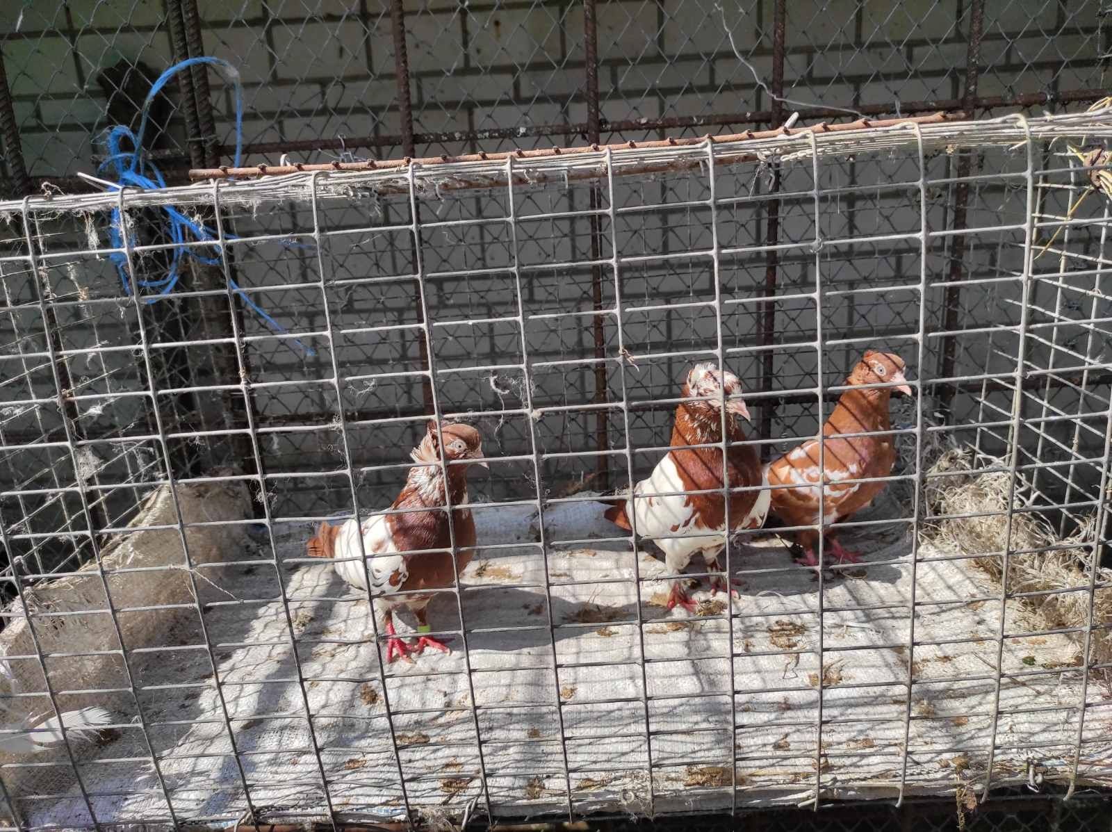 Продам голубів бакінців по 100 грн