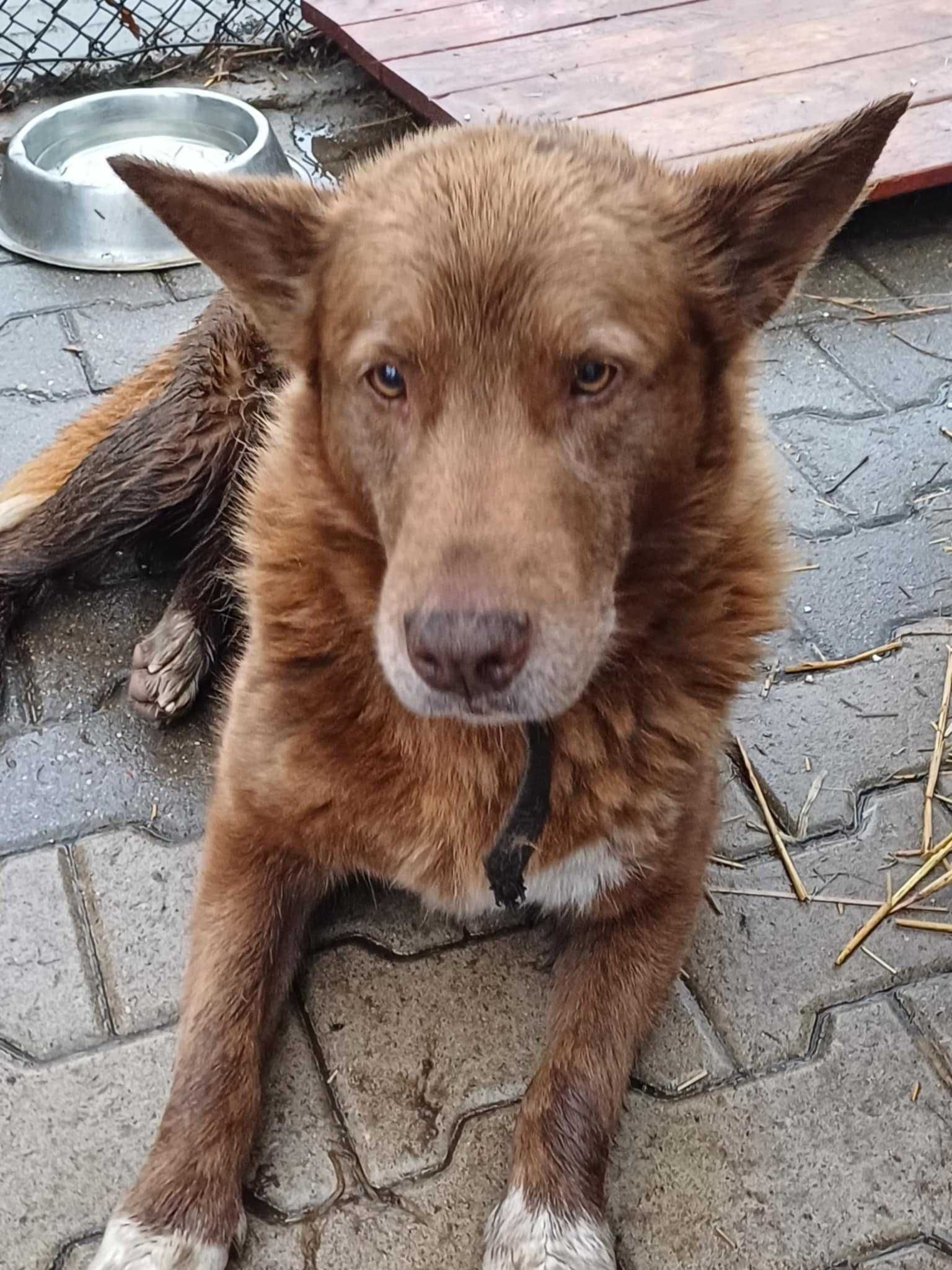 ZORA ok 7/8 let sunia -TO NIE CZAS NA UMIERANIE  Sylwia Wa