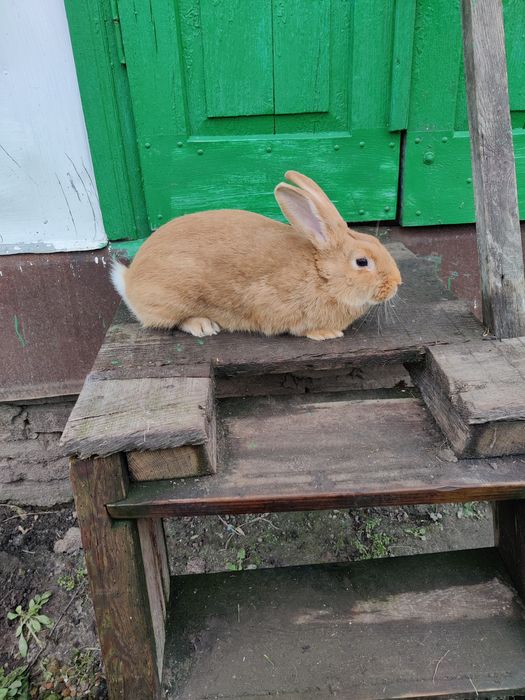 Кролі кролики бургунці