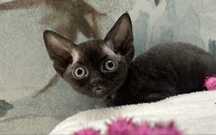 Cudna czarna kotka, devon rex