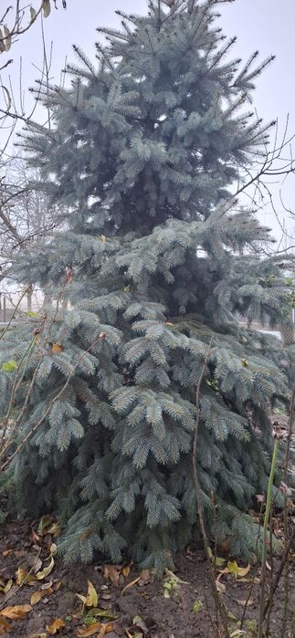 Голуба ялинка 3 м