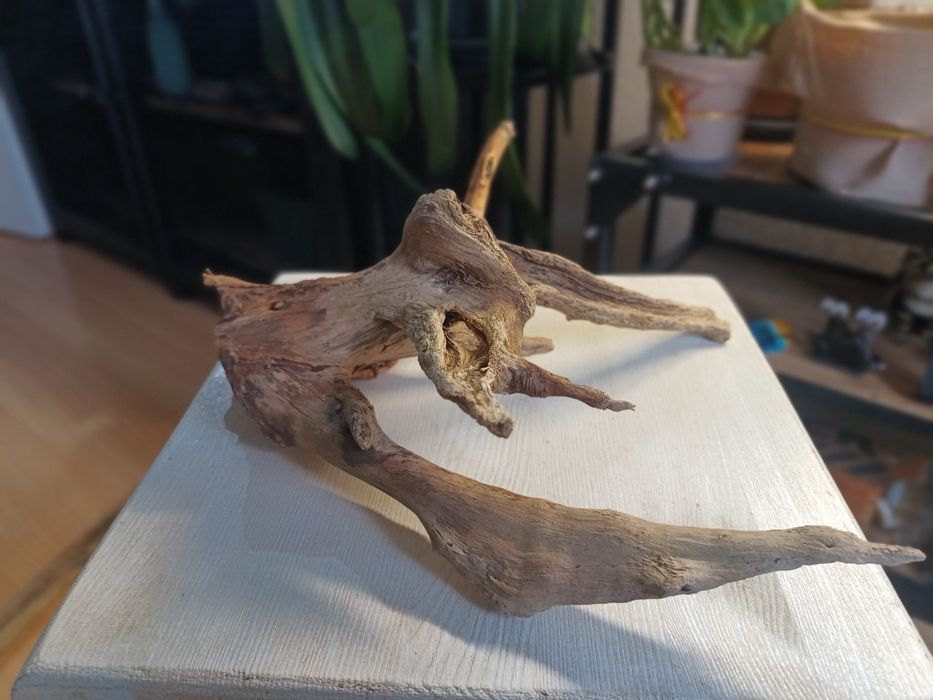 Korzeń do akwarium lub terrarium