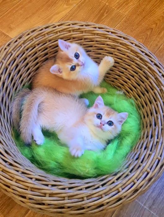 Бесподобные котята золотая шиншилла