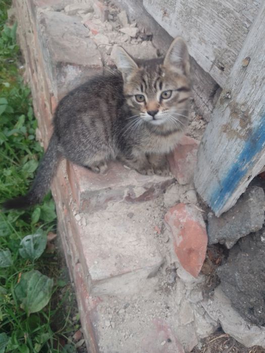 Отдам бесплатно кошеня