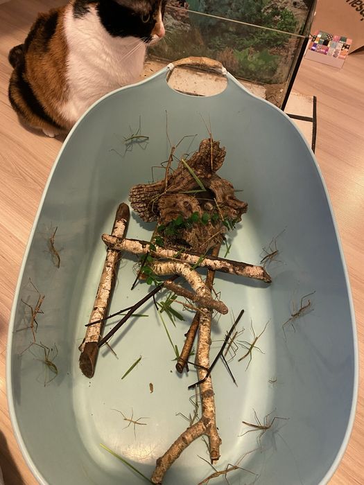 Oddam patyczaka dziewczynkę