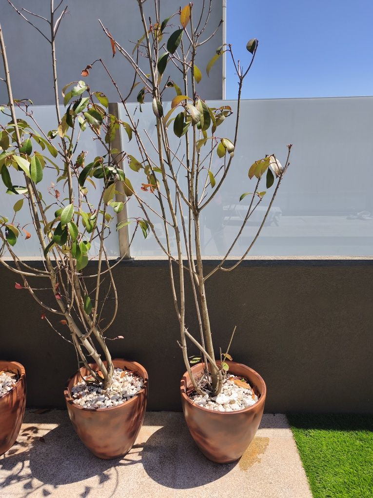 Vaso cerâmico com Photinia