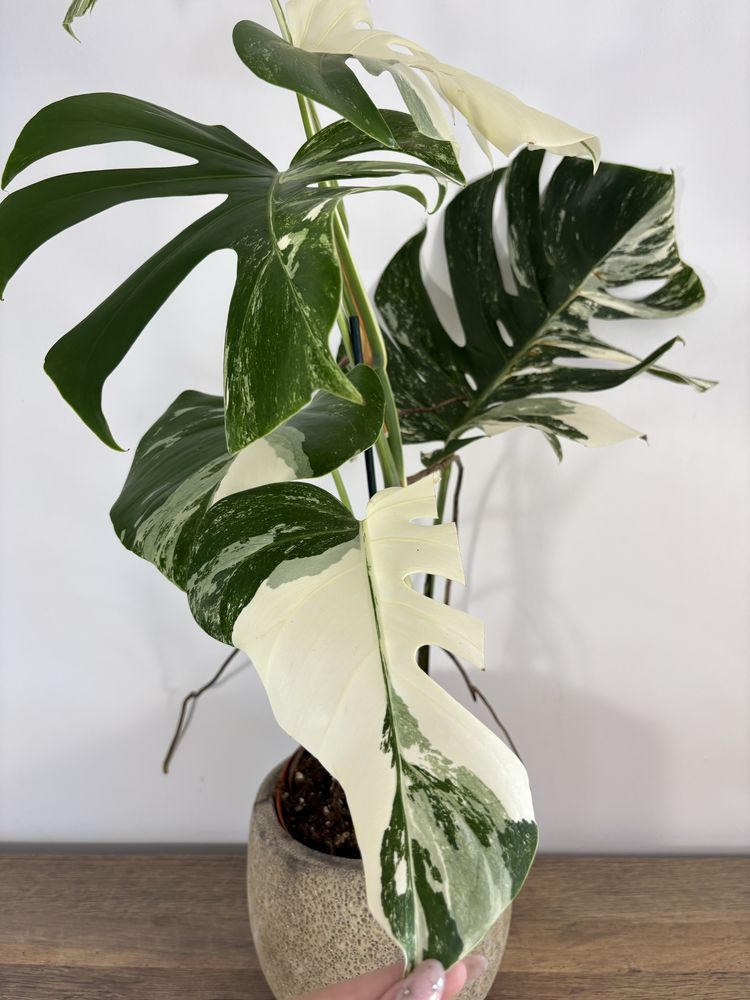 Monstera variegata MV28XXL
