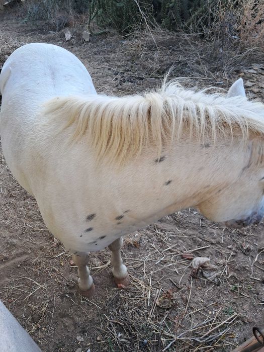Ponei Macho Gentil