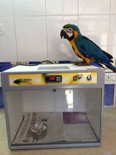 Maternidade inca lori 10