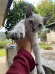 Dou gatos bebes zona abragao/penafiel