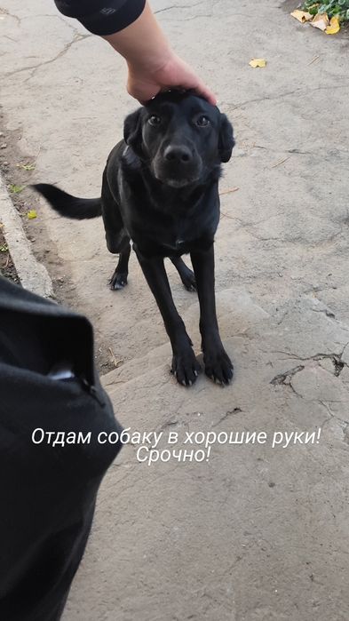 Отдам собаку в хорошие руки