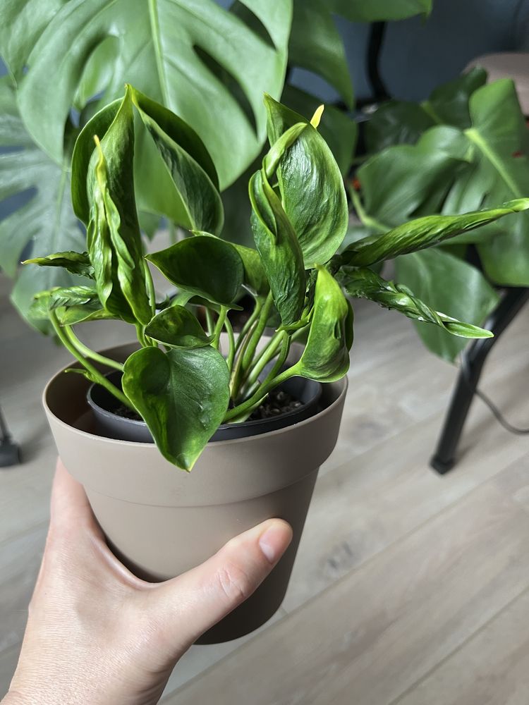 Epipremnum happy leaf,cebu blue,global green.Philodendron lemon,brasil