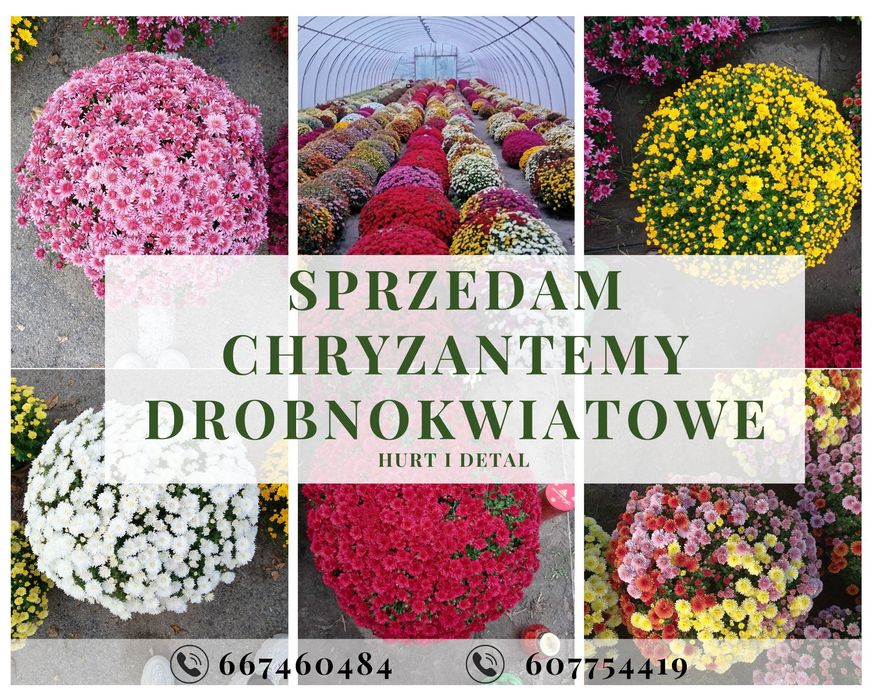 Chryzantemy drobnokwiatowe
