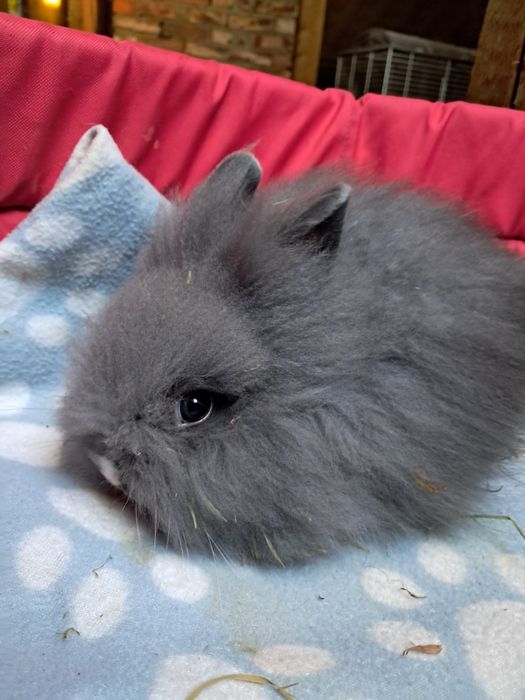 Królik miniaturka samczyk niebieski i samczyki  mini lop