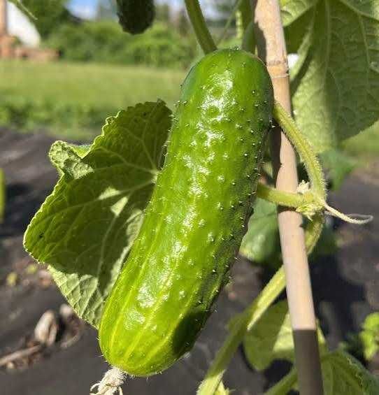 Ogórek gruntowy z okolic Kruszewa.