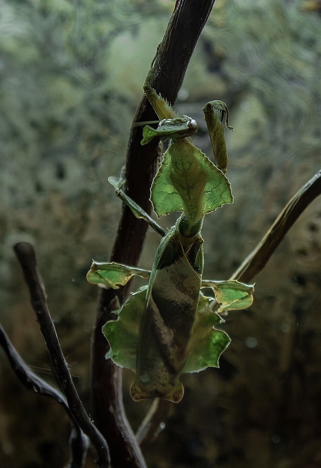 Phyllocrania paradoxa – modliszka liściogłowa  po zielonych L3/4