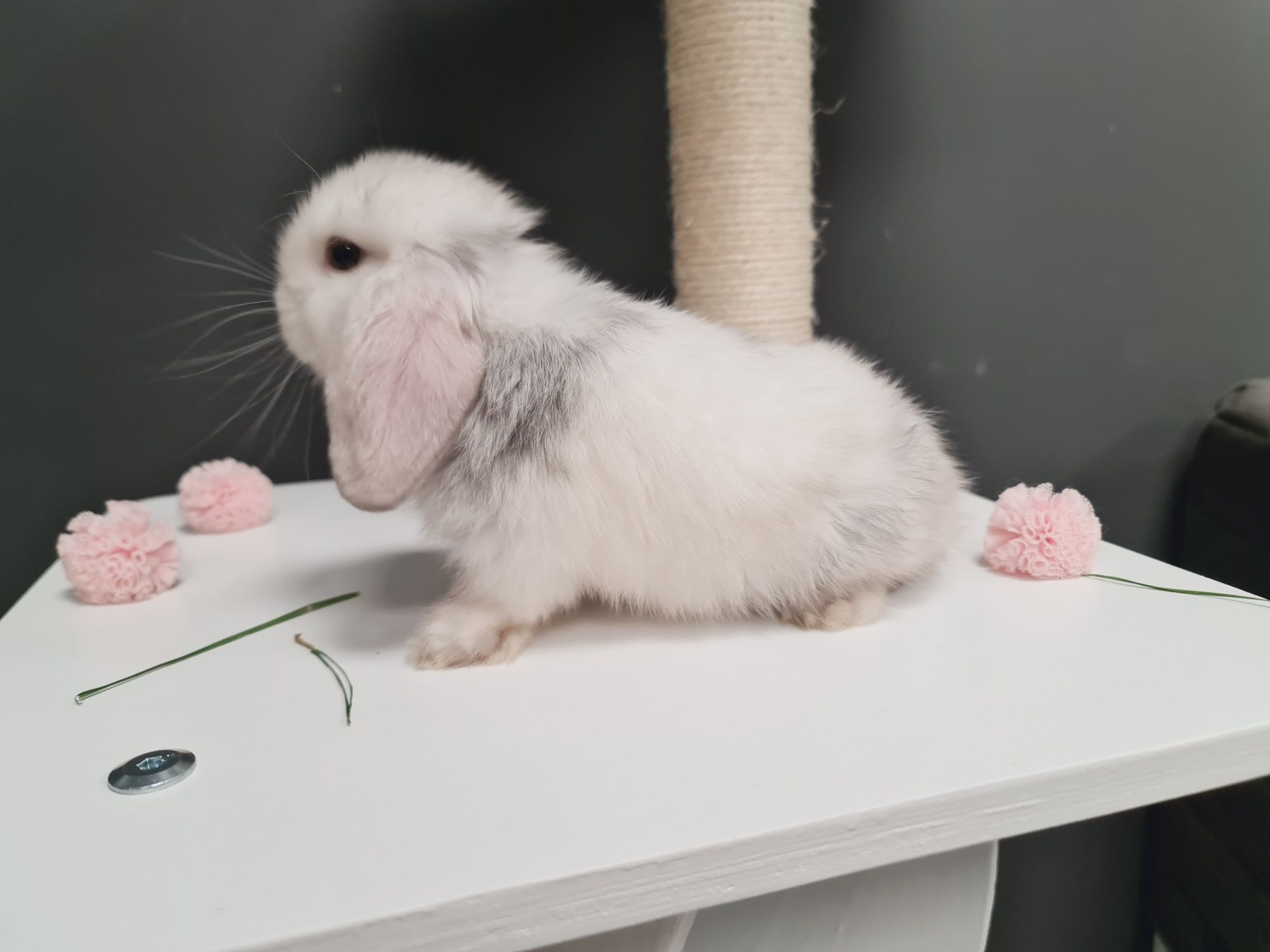 Mini lop, królik króliczek miniaturka legalna hodowla