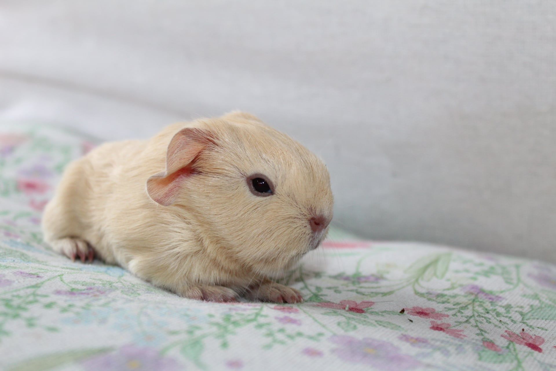Śliczne świnki morskie,cavia domowa . Gotowe do odbioru