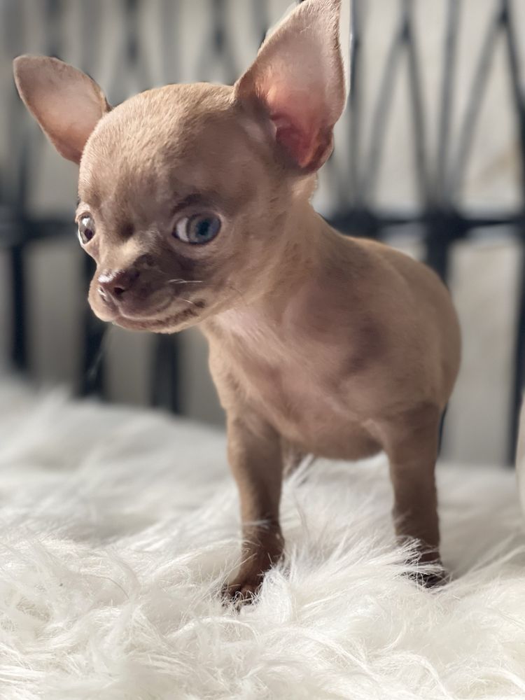 Chihuahua krótkowłosy piesek liliowy gotowy do odbioru