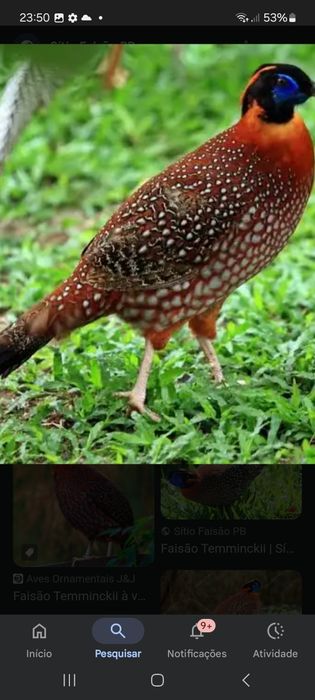 Faisões várias espécies