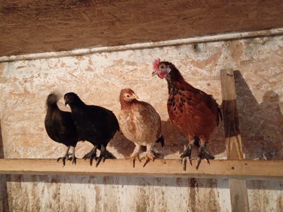 Sprzedam  koguty liliputy