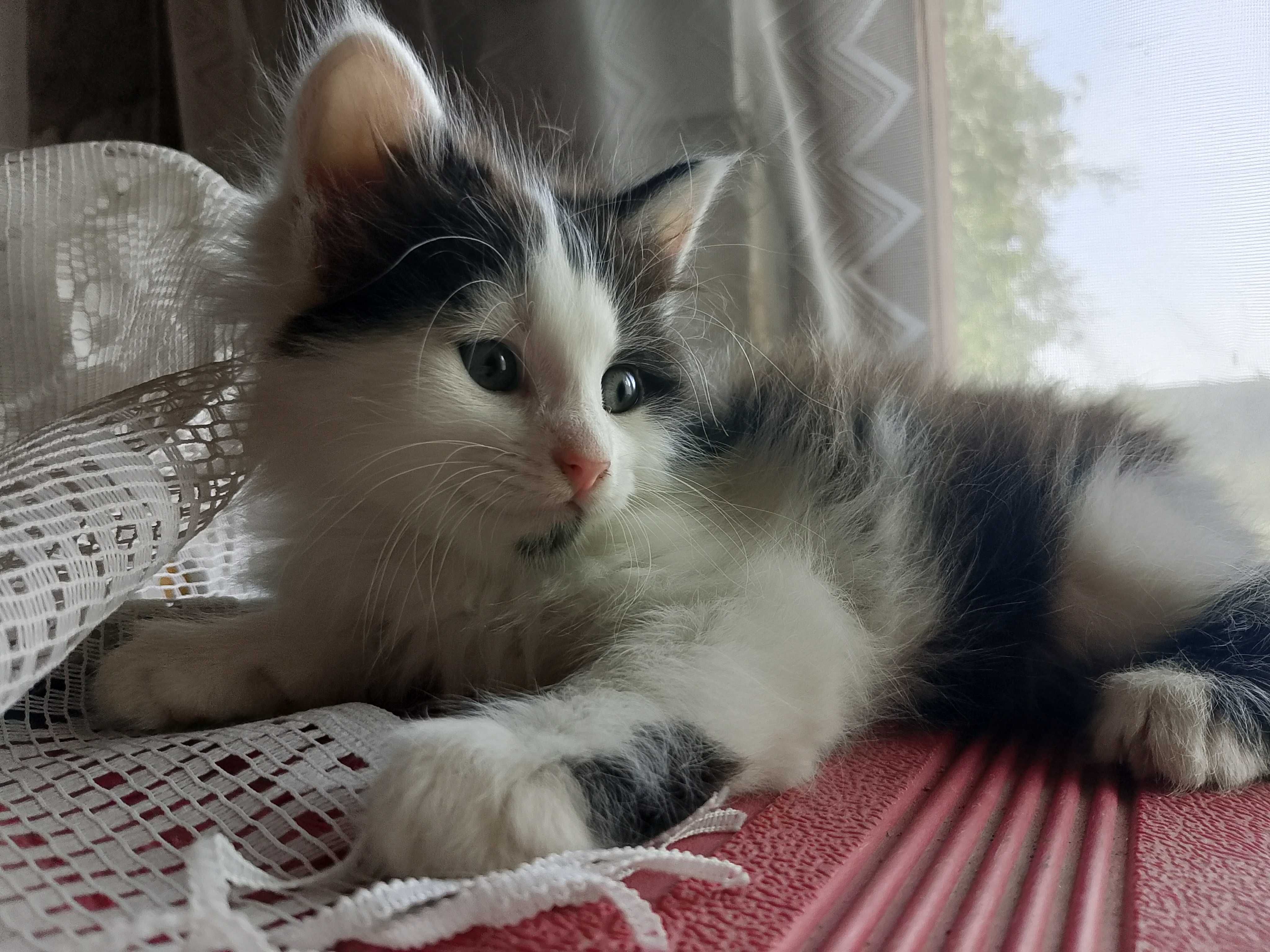 Кошенята безкоштовно