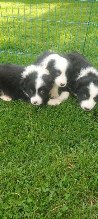 Border collie szczeniaki suczki!