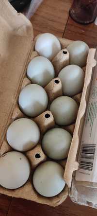 Jaja kaczek Biegusy jadalne zarazem lęgowe Rezerwacja