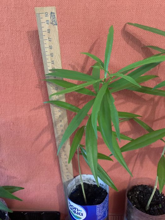 Теветія жовтого і персикового кольору