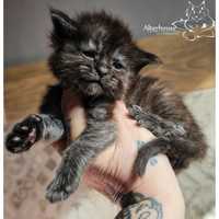 Maine Coon rodowód Felis Polonia FIFe WCC